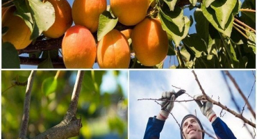 Jak připravit meruňky na zimu v různých regionech a materiály pro úkryt